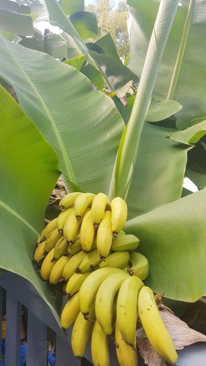Dayspring Lodge Nuku'alofa Eksteriør billede